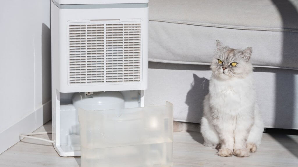 Disadvantages of a dehumidifier - cat in living room