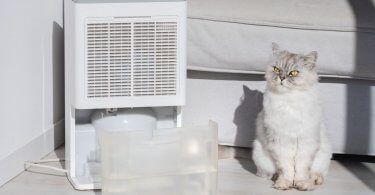 Dehumidifier in living room and cat