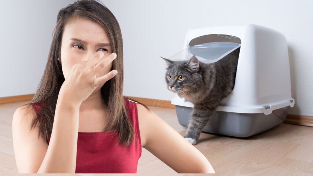 Cat Litter Box Smells - Air Purifier